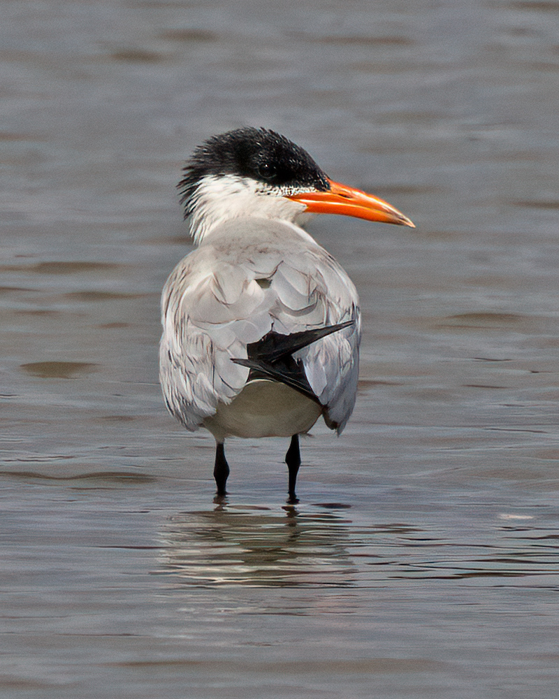 Caspian tern